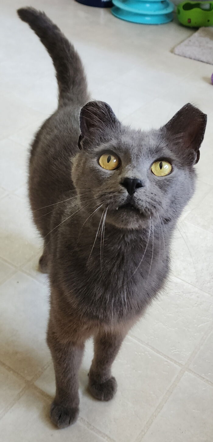 Sir Grey