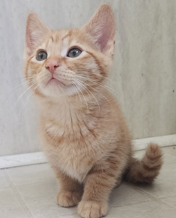 Bert