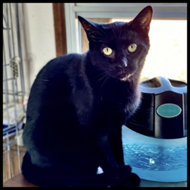 Sammy